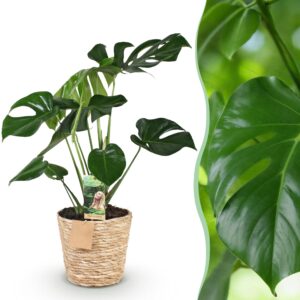 thumbnail_6000-2606.jpg Green is... Monstera Deliciosa - Gatenplant - Weinig onderhoud - met mand - Groen