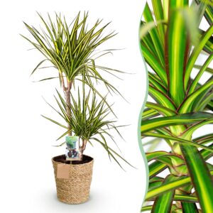 thumbnail_6000-2617.jpg Green is... Dracaena Sunray - Drakenbloedboom - Weinig onderhoud - met mand - Groen