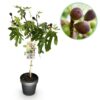 Ficus carica Little Miss Figgy - Terras Plant - Bladverliezend - Winterhard - Groene Vrucht