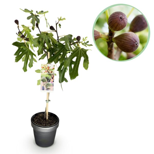 Ficus carica Little Miss Figgy - Terras Plant - Bladverliezend - Winterhard - Groene Vrucht