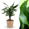 Dracaena fragrans Steudneri - Drakenbloedboom - Weinig onderhoud - met mand - Groen