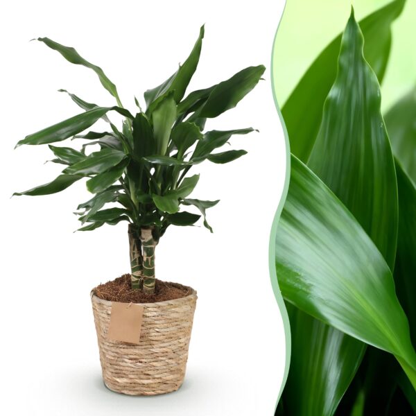 thumbnail_6000-2628.jpg Dracaena fragrans Steudneri - Drakenbloedboom - Weinig onderhoud - met mand - Groen