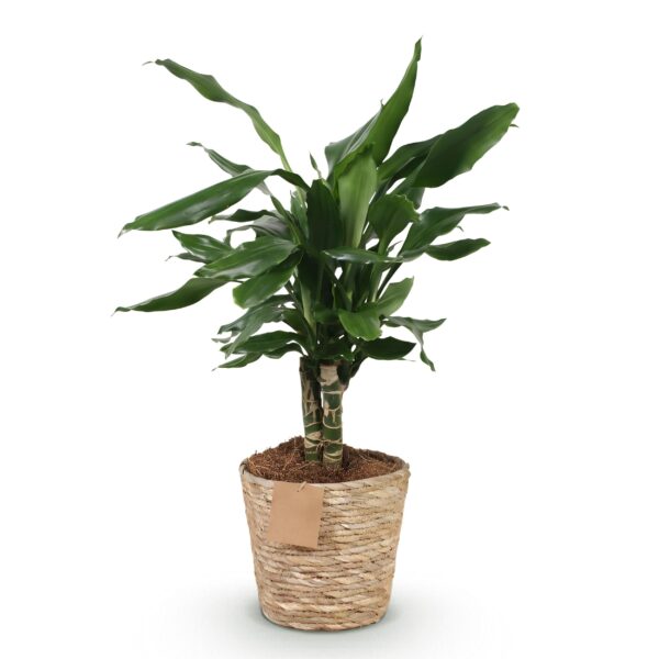 thumbnail_6000-2629.jpg Dracaena fragrans Steudneri - Drakenbloedboom - Weinig onderhoud - met mand - Groen