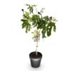Ficus carica Little Miss Figgy - Terras Plant - Bladverliezend - Winterhard - Groene Vrucht