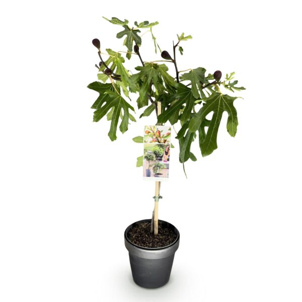 Ficus carica Little Miss Figgy - Terras Plant - Bladverliezend - Winterhard - Groene Vrucht