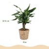 Dracaena fragrans Steudneri - Drakenbloedboom - Weinig onderhoud - met mand - Groen