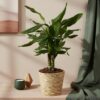 Dracaena fragrans Steudneri - Drakenbloedboom - Weinig onderhoud - met mand - Groen