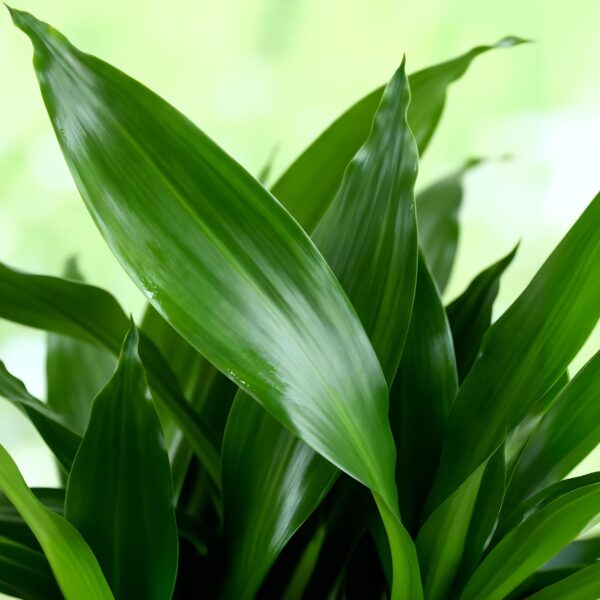 thumbnail_6000-2632.jpg Dracaena fragrans Steudneri - Drakenbloedboom - Weinig onderhoud - met mand - Groen