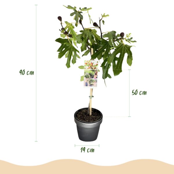 Ficus carica Little Miss Figgy - Terras Plant - Bladverliezend - Winterhard - Groene Vrucht