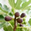 Ficus carica Little Miss Figgy - Terras Plant - Bladverliezend - Winterhard - Groene Vrucht