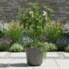 Ficus carica Little Miss Figgy - Terras Plant - Bladverliezend - Winterhard - Groene Vrucht
