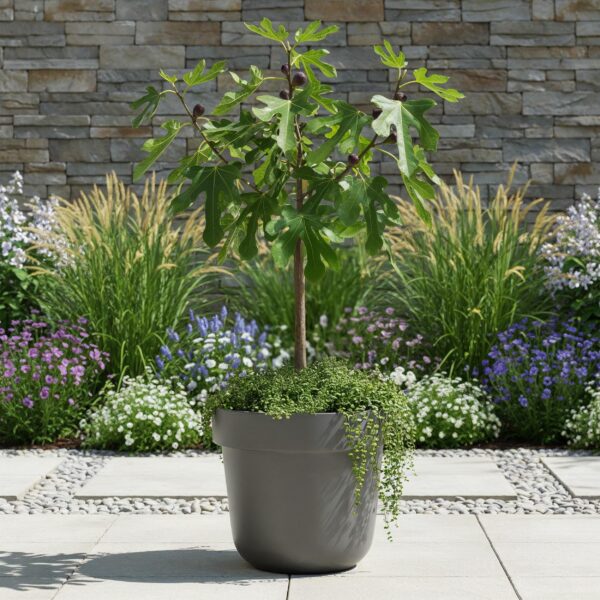 Ficus carica Little Miss Figgy - Terras Plant - Bladverliezend - Winterhard - Groene Vrucht