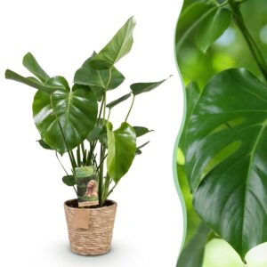 thumbnail_6000-2661.jpg Green is... Monstera Deliciosa - Gatenplant - Weinig onderhoud - met mand - Groen