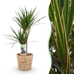 thumbnail_6000-2672.jpg Green is... Dracaena Marginata - Drakenbloedboom - Weinig onderhoud - met mand - Groen