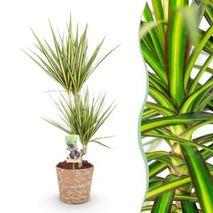 thumbnail_6000-2683.jpg Green is... Dracaena Sunray - Drakenbloedboom - Weinig onderhoud - met mand - Groen