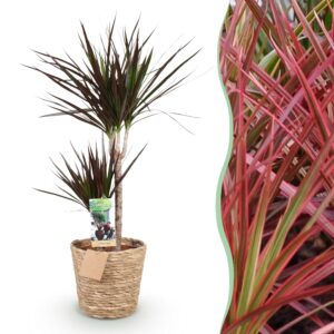 thumbnail_6000-2694.jpg Green is... Dracaena Magenta - Drakenbloedboom - Weinig onderhoud - met mand - Groen