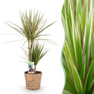 thumbnail_6000-2705.jpg Green is... Dracaena Marginata Bicolor - Drakenbloedboom - Weinig onderhoud - met mand - Groen