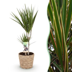 thumbnail_6000-2716.jpg Green is... Dracaena Marginata - Drakenbloedboom - Weinig onderhoud - met mand - Groen