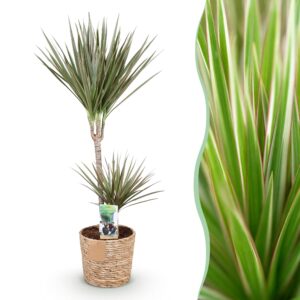thumbnail_6000-2727.jpg Green is... Dracaena Marginata Bicolor - Drakenbloedboom - Weinig onderhoud - met mand - Groen