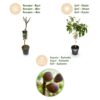 Ficus carica Little Miss Figgy - Terras Plant - Bladverliezend - Winterhard - Groene Vrucht