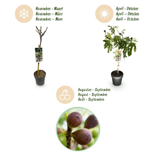 Ficus carica Little Miss Figgy - Terras Plant - Bladverliezend - Winterhard - Groene Vrucht