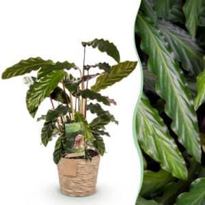 thumbnail_6000-2738.jpg Green is... Calathea Rufibarba - Pauwen plant - Weinig onderhoud - met mand - Groen