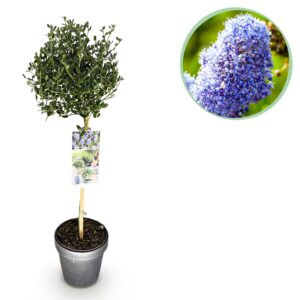 thumbnail_6000-274.jpg Ceanothus impressus Victoria - Terras Plant - Bladhoudend - Winterhard - Paarse Bloem