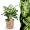 Green is... Diefenbachia Compacta - Dieffenbachia - Weinig onderhoud - met mand - Groen