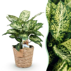 thumbnail_6000-2749.jpg Green is... Diefenbachia Compacta - Dieffenbachia - Weinig onderhoud - met mand - Groen