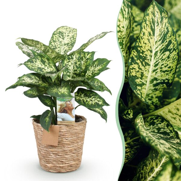 thumbnail_6000-2749.jpg Green is... Diefenbachia Compacta - Dieffenbachia - Weinig onderhoud - met mand - Groen