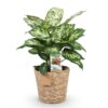 Green is... Diefenbachia Compacta - Dieffenbachia - Weinig onderhoud - met mand - Groen