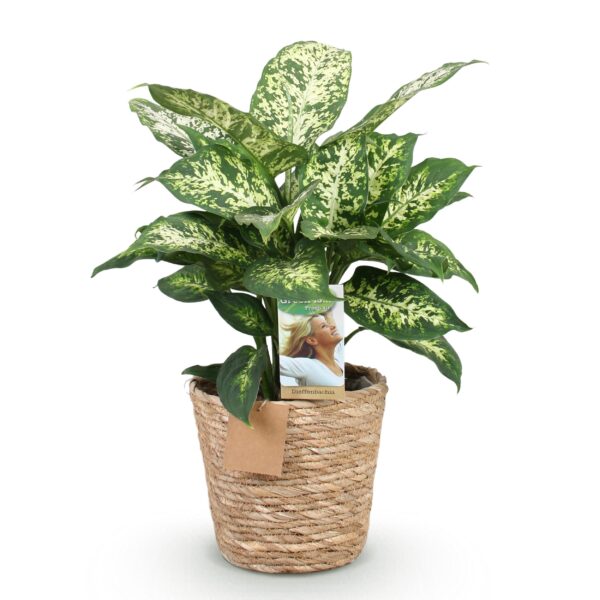 thumbnail_6000-2750.jpg Green is... Diefenbachia Compacta - Dieffenbachia - Weinig onderhoud - met mand - Groen