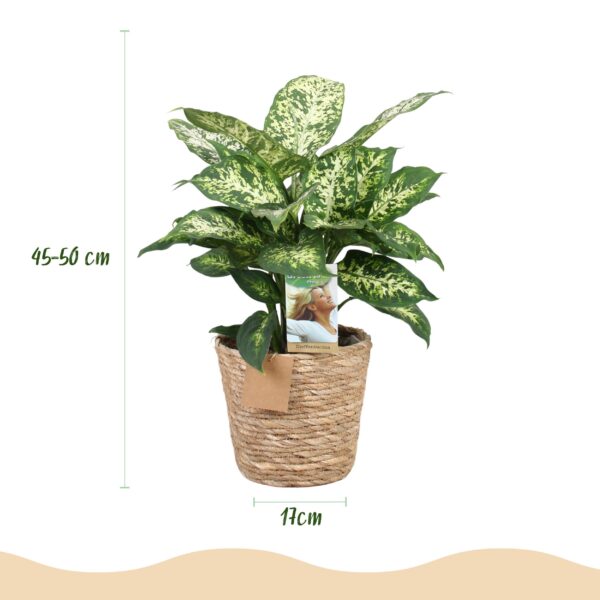 thumbnail_6000-2751.jpg Green is... Diefenbachia Compacta - Dieffenbachia - Weinig onderhoud - met mand - Groen