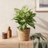 Green is... Diefenbachia Compacta - Dieffenbachia - Weinig onderhoud - met mand - Groen