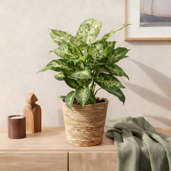 thumbnail_6000-2752.jpg Green is... Diefenbachia Compacta - Dieffenbachia - Weinig onderhoud - met mand - Groen