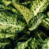 Green is... Diefenbachia Compacta - Dieffenbachia - Weinig onderhoud - met mand - Groen