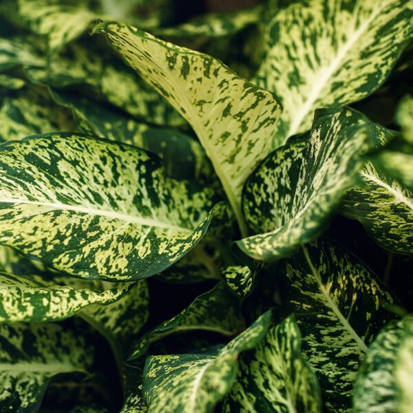 thumbnail_6000-2753.jpg Green is... Diefenbachia Compacta - Dieffenbachia - Weinig onderhoud - met mand - Groen