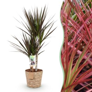 thumbnail_6000-2760.jpg Green is... Dracaena Magenta - Drakenbloedboom - Weinig onderhoud - met mand - Groen