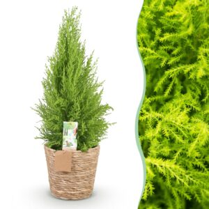thumbnail_6000-2771.jpg Green is... Cupressus Gold Crest Wilma - Kamer conifeer - Weinig onderhoud - met mand - Groen