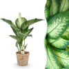 Diefenbachia Tropic Snow - Dieffenbachia - Weinig onderhoud - met mand - Groen