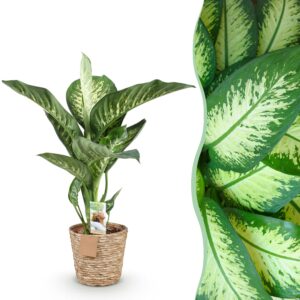 thumbnail_6000-2782.jpg Green is... Diefenbachia Tropic Snow - Dieffenbachia - Weinig onderhoud - met mand - Groen