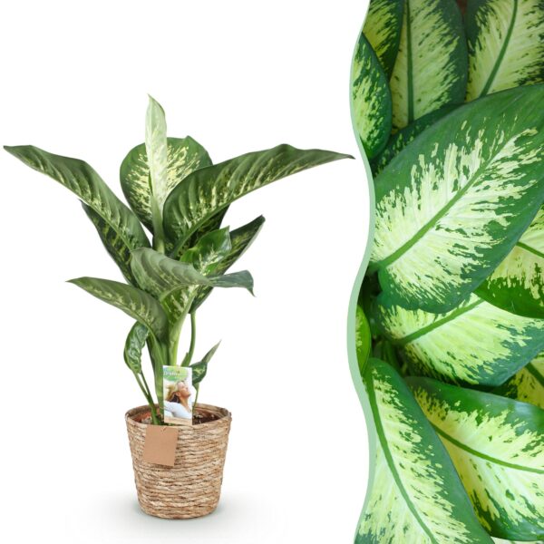 Diefenbachia Tropic Snow - Dieffenbachia - Weinig onderhoud - met mand - Groen