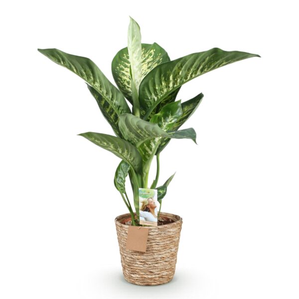 Diefenbachia Tropic Snow - Dieffenbachia - Weinig onderhoud - met mand - Groen