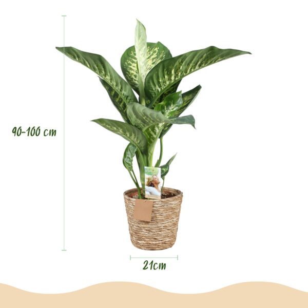Diefenbachia Tropic Snow - Dieffenbachia - Weinig onderhoud - met mand - Groen