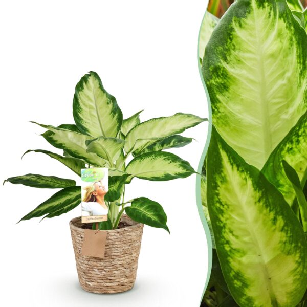 Diefenbachia Camilla - Dieffenbachia - Weinig onderhoud - met mand - Groen