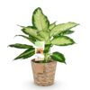 Diefenbachia Camilla - Dieffenbachia - Weinig onderhoud - met mand - Groen