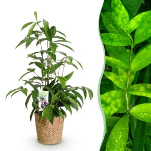 thumbnail_6000-2804.jpg Green is... Dracaena surculosa - Drakenbloedboom - Weinig onderhoud - met mand - Groen
