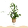 Dracaena surculosa - Drakenbloedboom - Weinig onderhoud - met mand - Groen