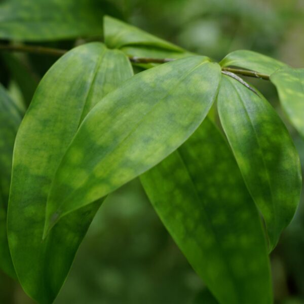 Dracaena surculosa - Drakenbloedboom - Weinig onderhoud - met mand - Groen