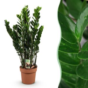 thumbnail_6000-2815.jpg Green is... Zamioculcas - ZZ-plant - Weinig onderhoud - Groen